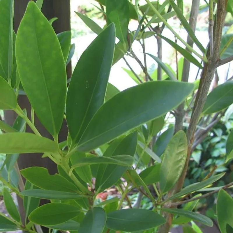 Star Anise