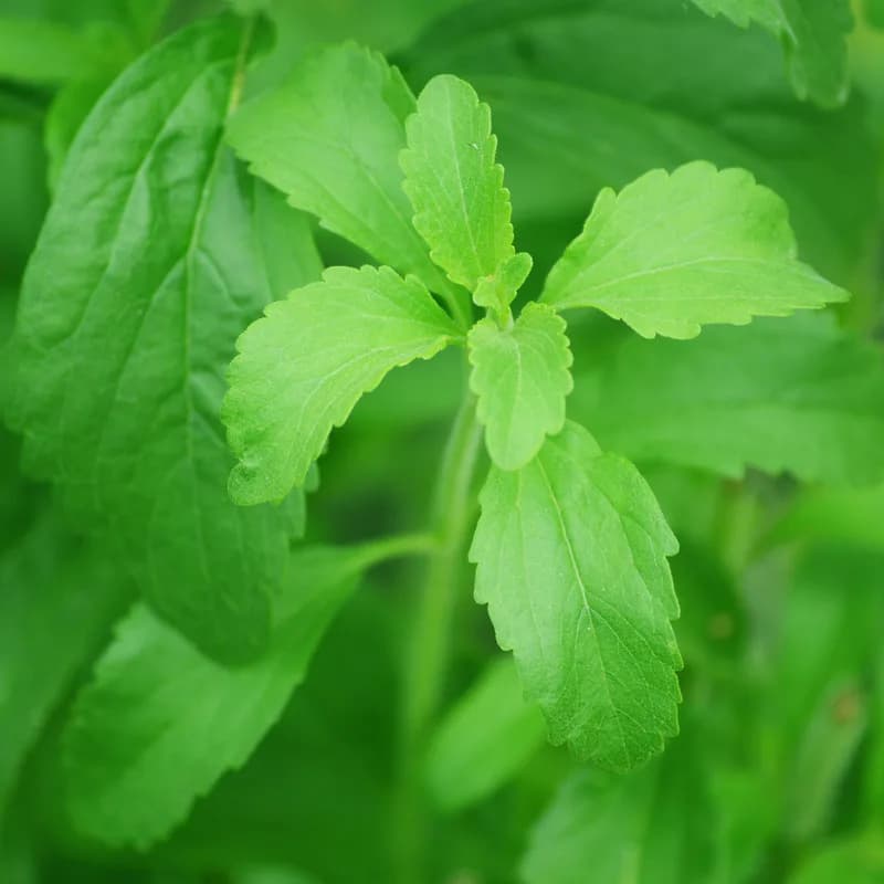 Stevia Leaf