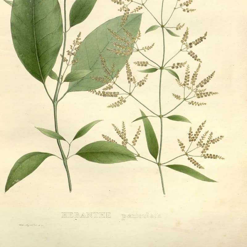 Suma Root