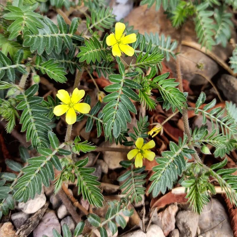 Tribulus Terrestris