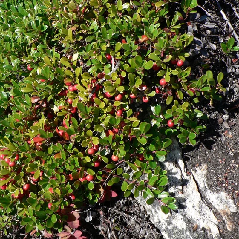 Uva Ursi Leaf