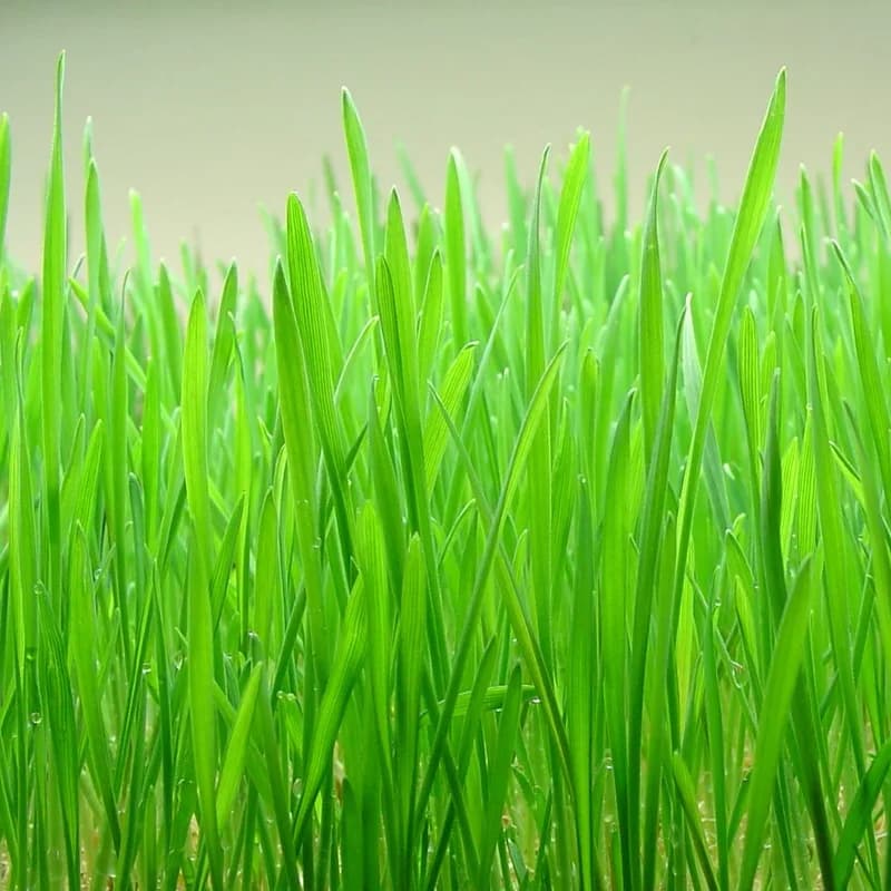 Wheatgrass