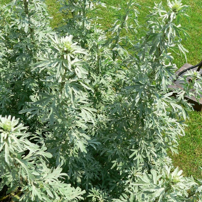 Wormwood Herb