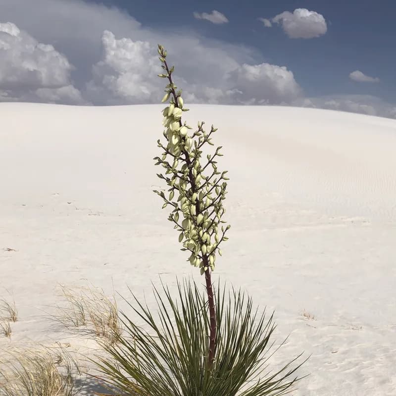 Yucca Root